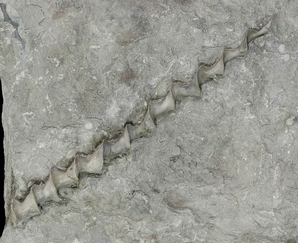 Archimedes Screw Bryozoan Fossil - Missouri #68679